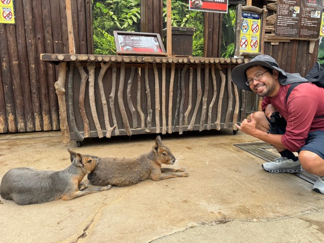 Patagonian Mara posing with me