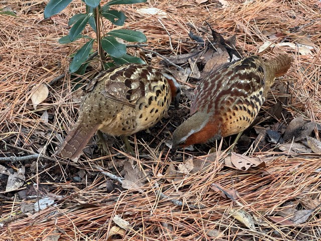 Japanese Quails