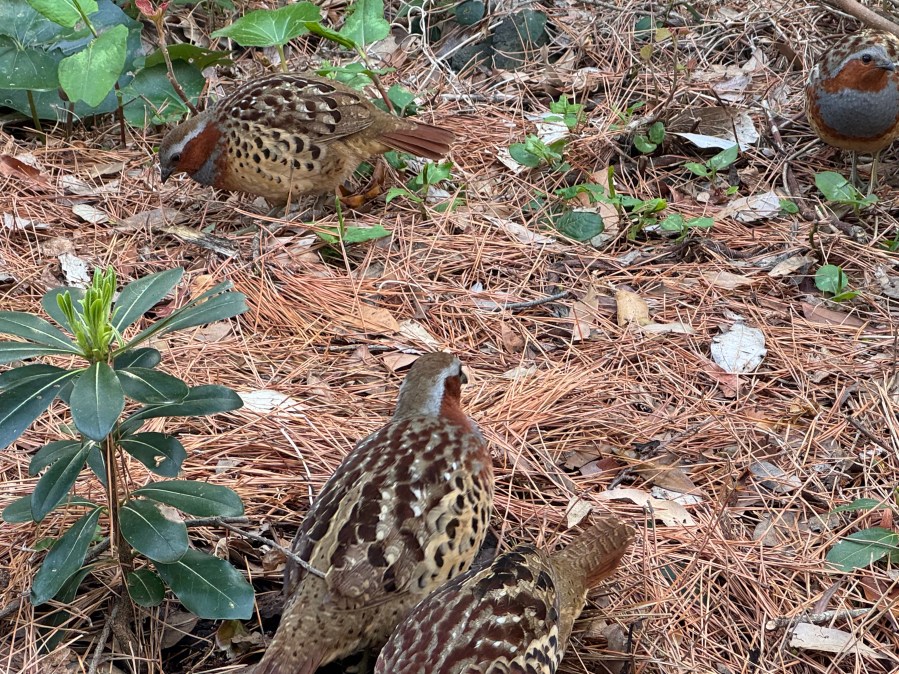 Japanese Quails