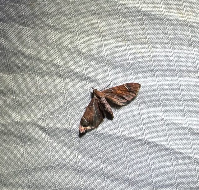 Eupithecia