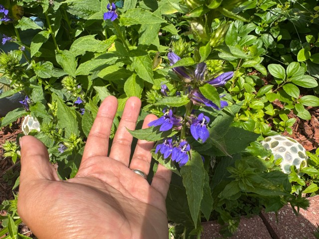 lobelia siphilitica