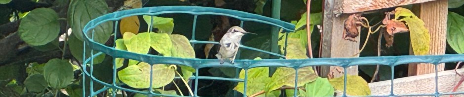 Ruby throated Hummingbord