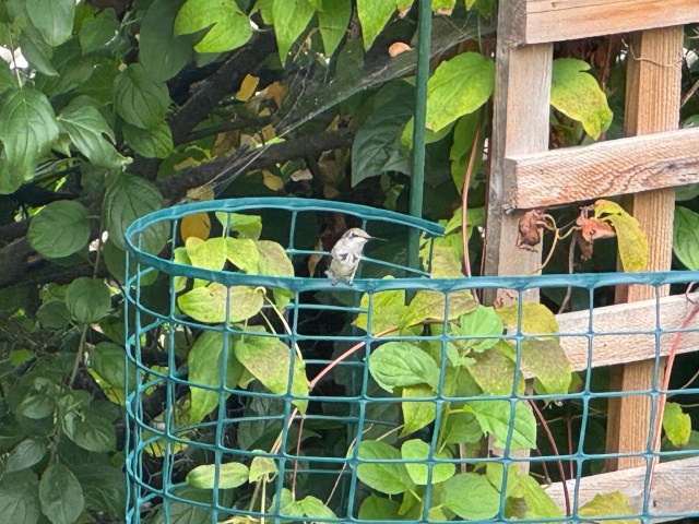 Ruby throated Hummingbord